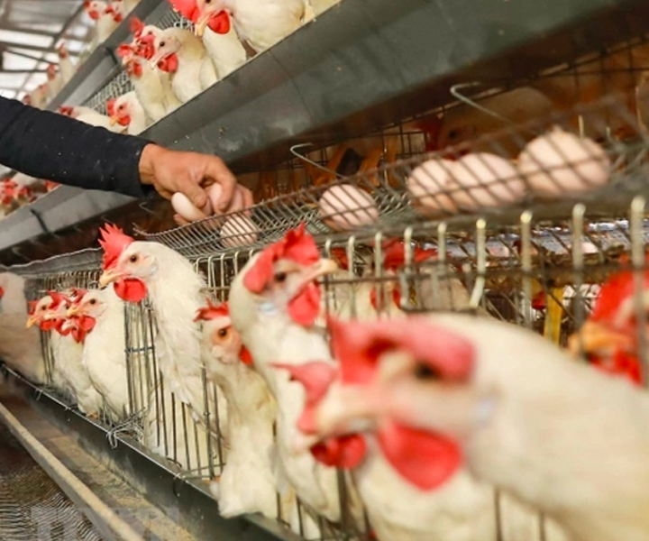 4 cách kiểm soát trứng gà đẻ thương phẩm